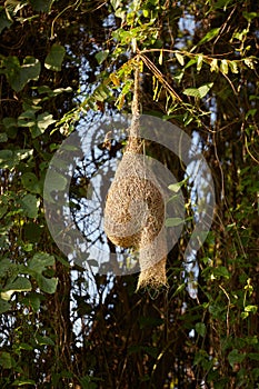 Ploceus birdÃ¢â¬â¢s nest on tree. photo
